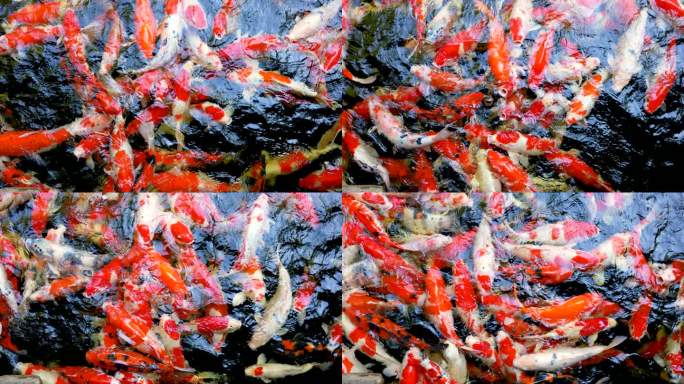 清澈的池塘里有五颜六色的锦鲤鱼。禅与调解的概念