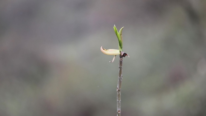 春天复苏植物新芽新枝一枝独秀