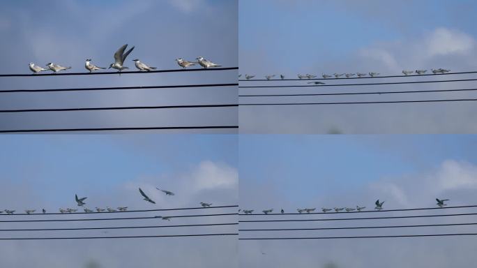 电线起飞降落的海鸥-慢镜头