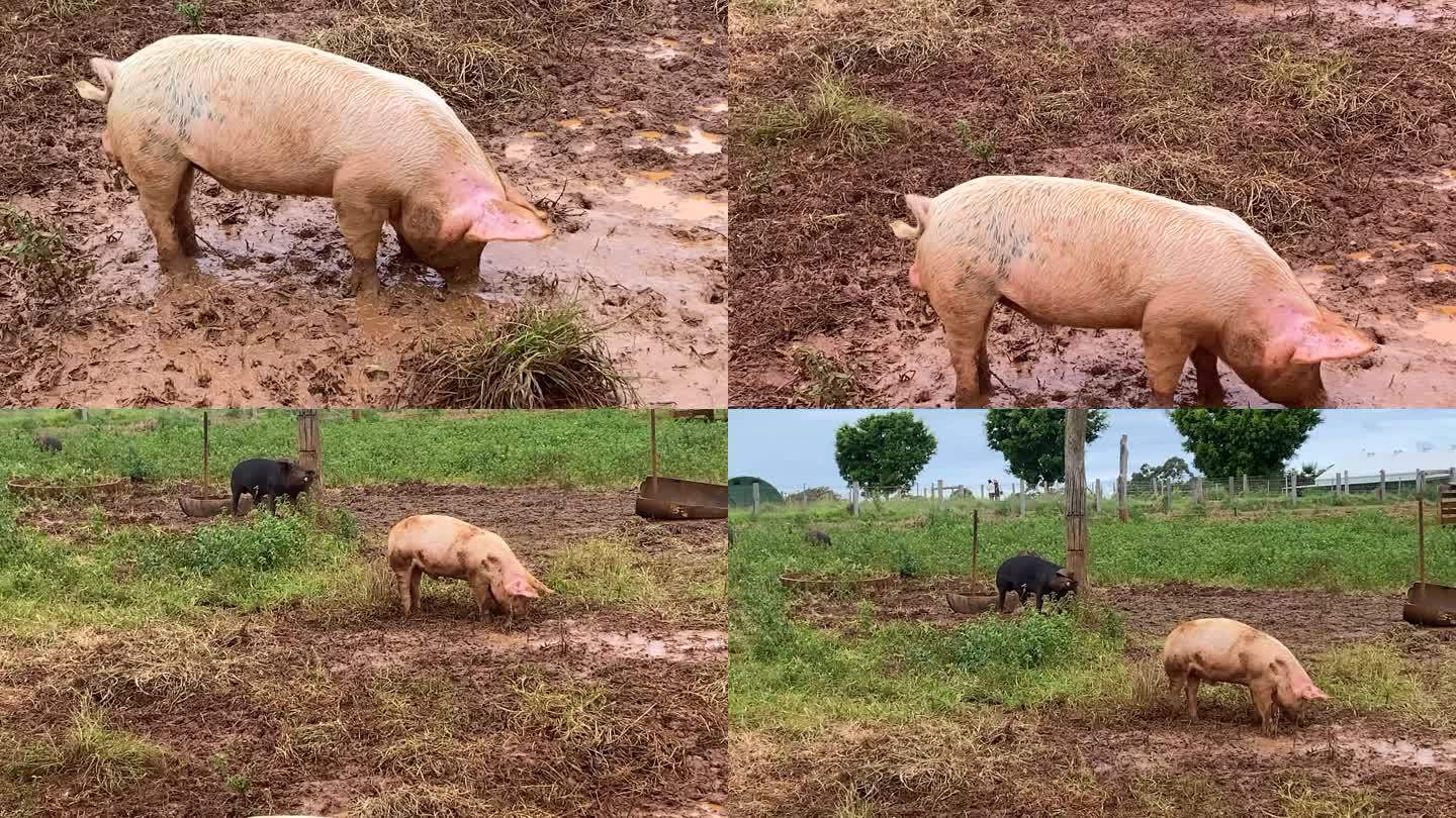 农场里的猪在泥里玩耍