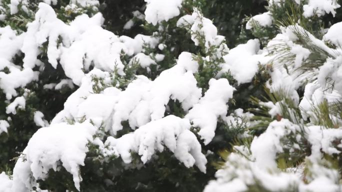 雪中松树