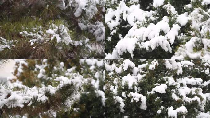 雪中松树