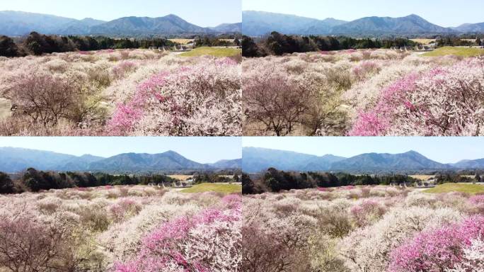 空中飞越数千棵五彩缤纷的梅花树