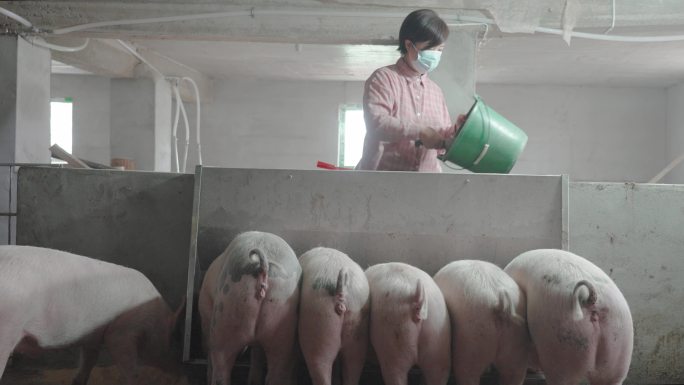 养猪场饲养管理生长周期出栏率