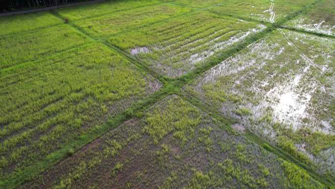 空中稻田市场忙碌售卖