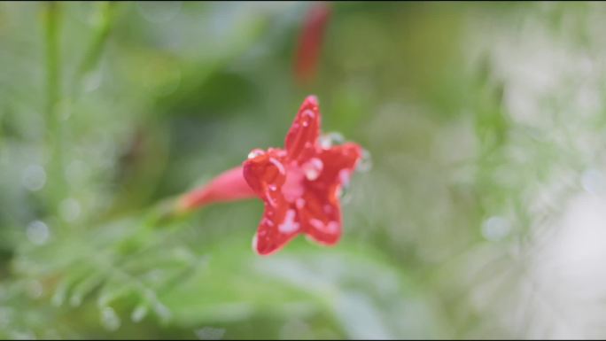 雨中树木 花草 行人撑伞