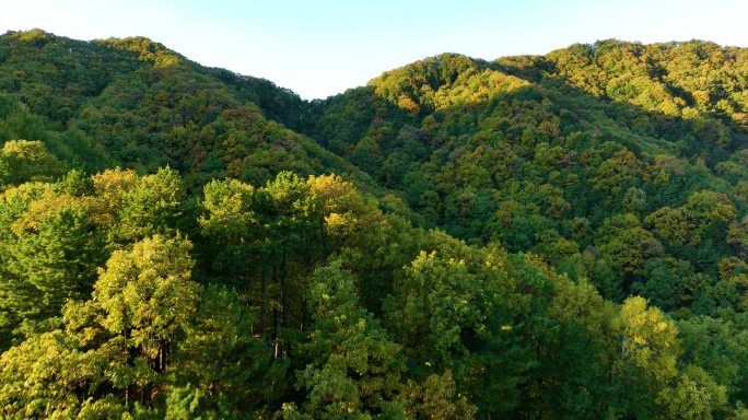 原始森林秋天雨林森林多彩航拍玉皇山4