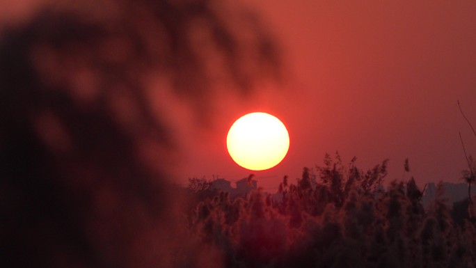 黄昏芦苇落日夕阳