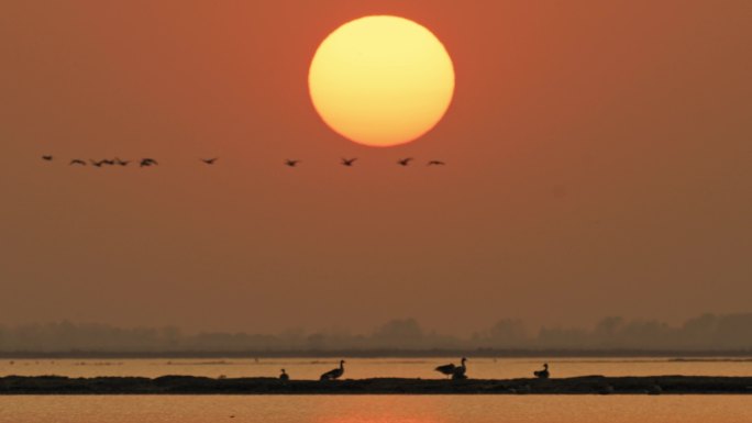 2022年武汉沉湖湿地候鸟