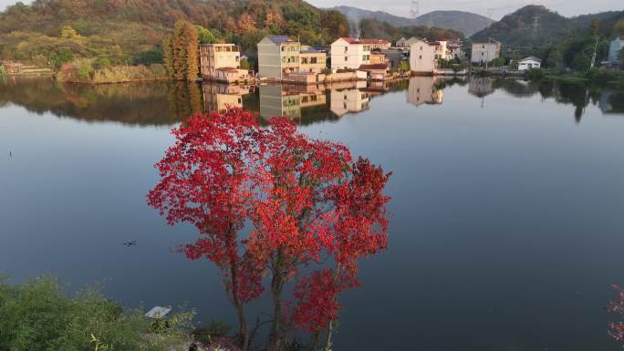 航拍江南浙江山村农村秋天乌桕红叶水面倒影