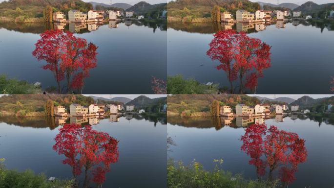 航拍江南浙江山村农村秋天乌桕红叶水面倒影