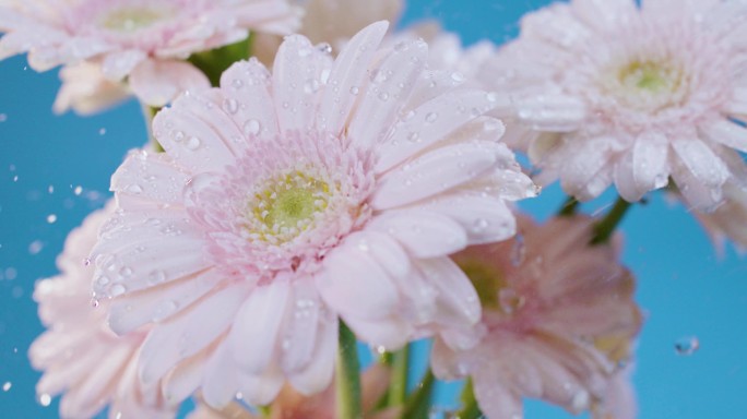 花、花朵、植物精华、下雨、雨滴