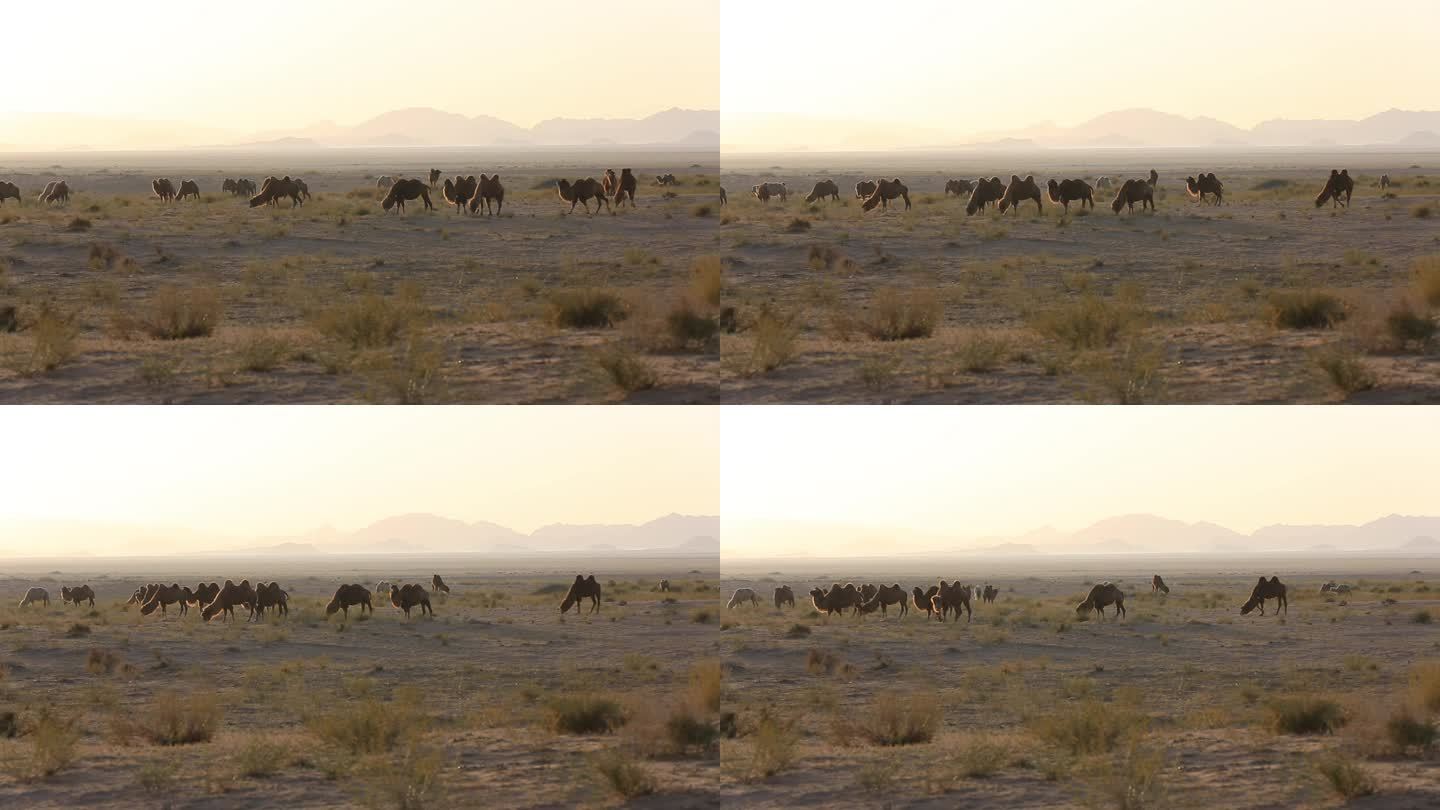 清晨在大滩上吃草的骆驼