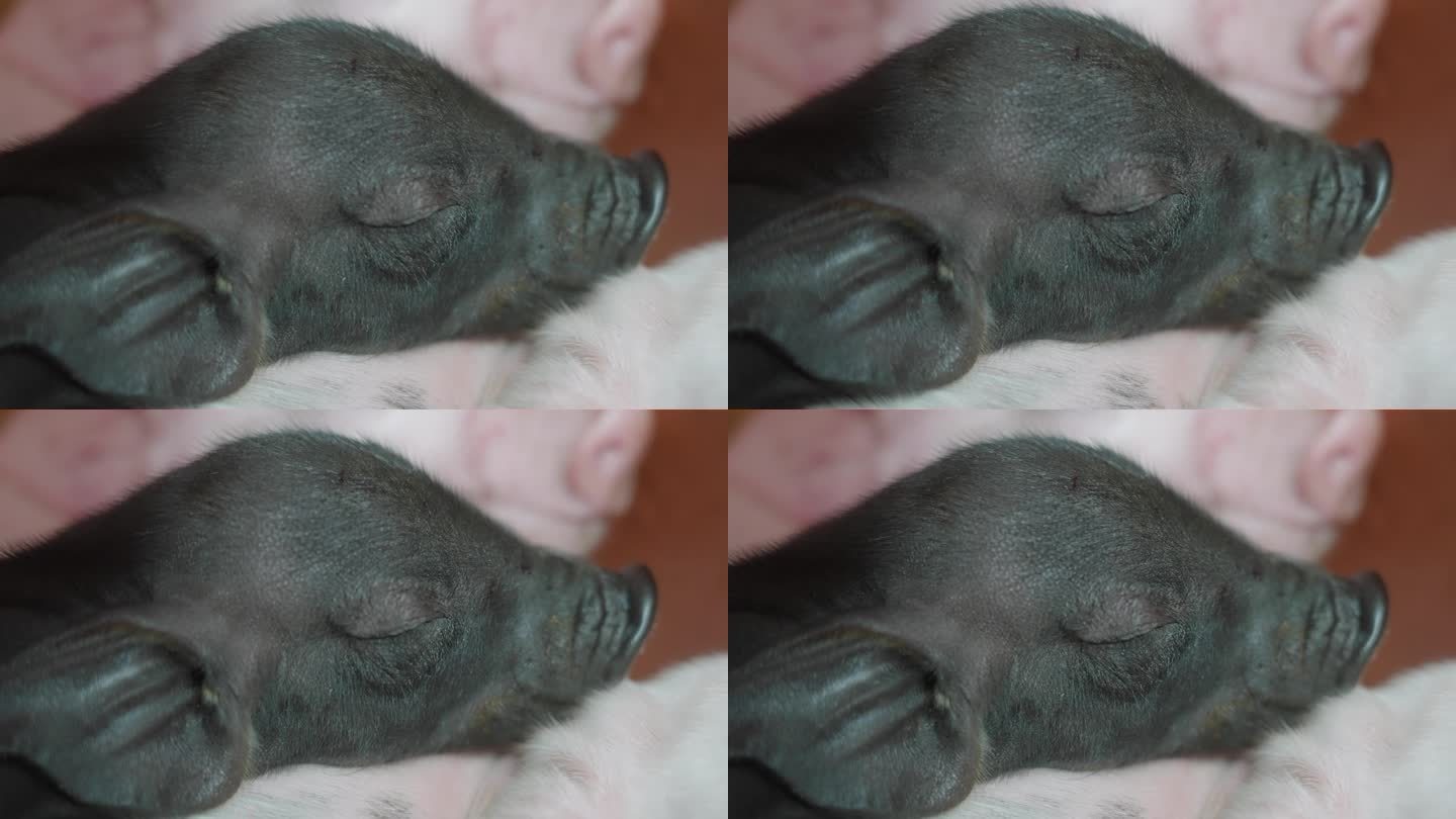 三只猪睡觉的图片,猪睡觉的图片 - 伤感说说吧