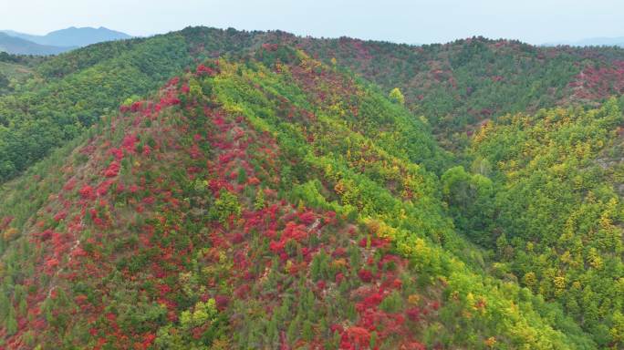 满山红叶航拍在山里航拍空镜_1