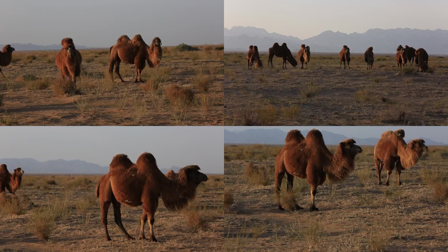 清晨在草原上吃草的骆驼