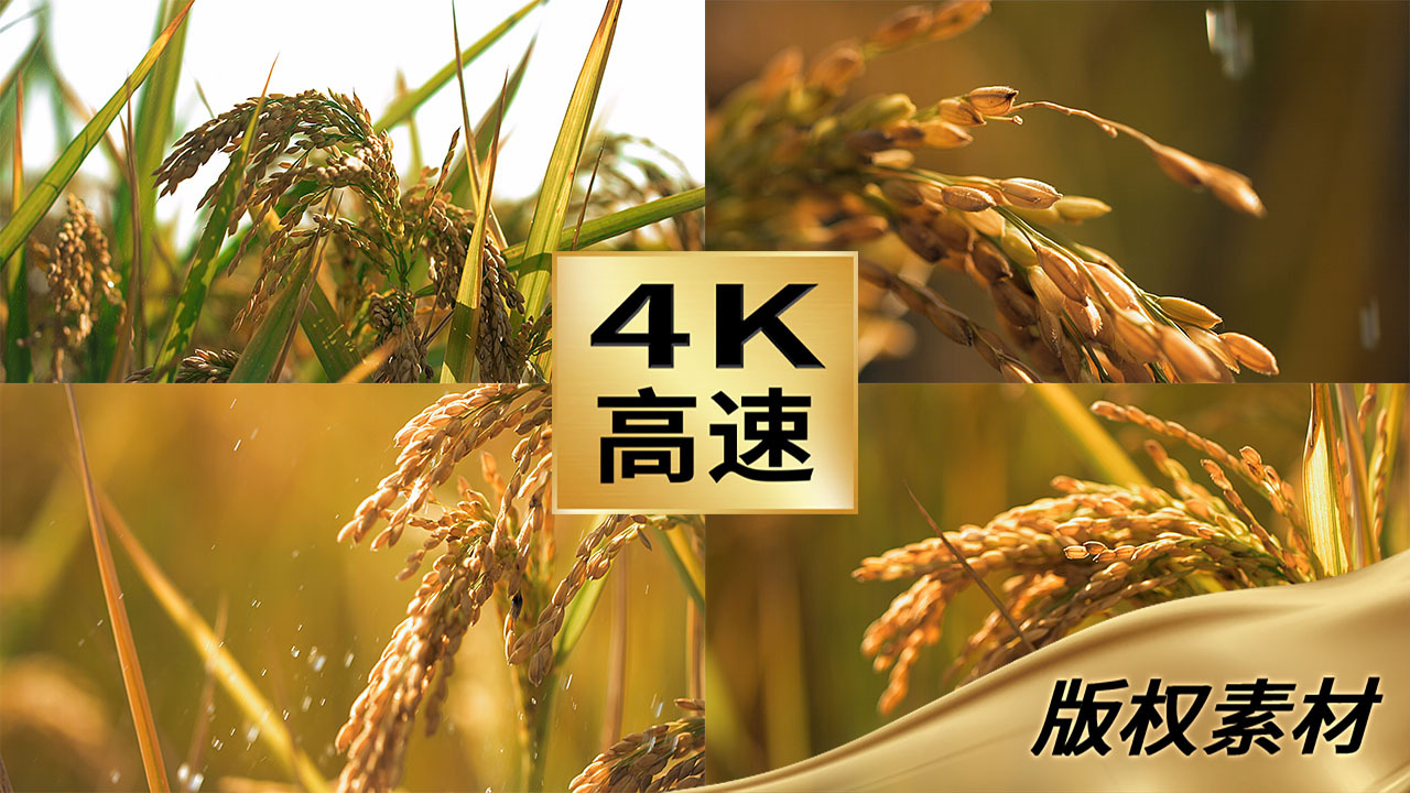 高速拍摄水稻田