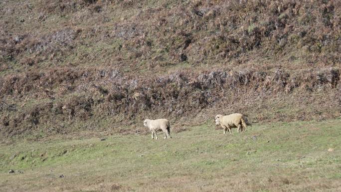 羊群 牧羊人 乌蒙大草原 拍摄者