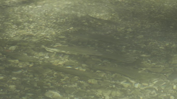 佛蒙特河鳟鱼佛蒙特河鳟鱼清澈小溪水