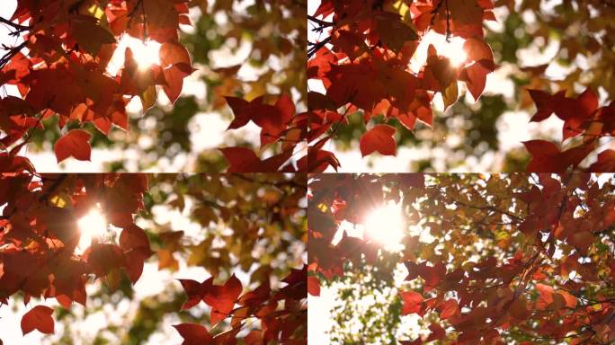 透过秋天红枫叶的阳光