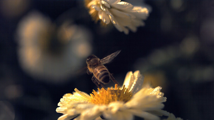 超高速慢动作拍摄蜜蜂采蜜杭白菊上采蜜
