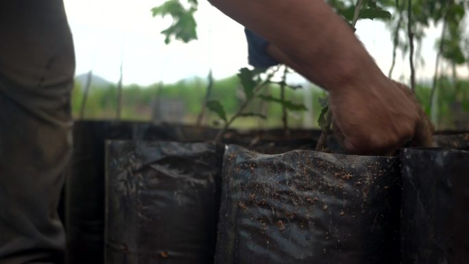 拉丁人重新种植并填满泥土