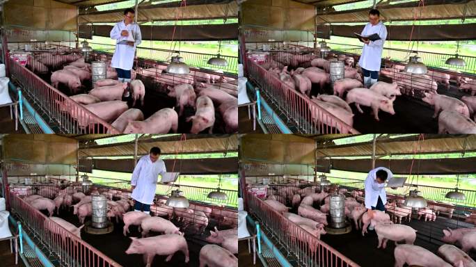 亚洲兽医在猪场阅读猪的健康报告