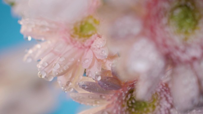 唯美花朵自然生态水滴雨滴粉嫩鲜花