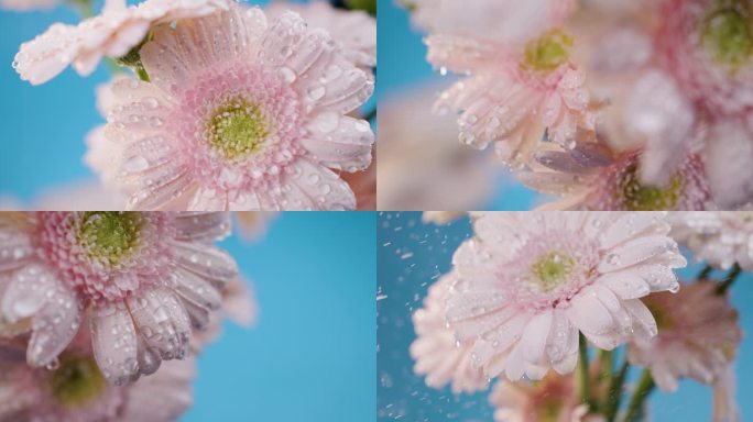 唯美花朵自然生态水滴雨滴粉嫩鲜花