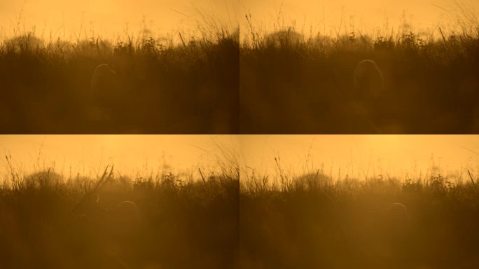 清晨新生命的场景，草地上的一只鹿，野生动物，自然背景