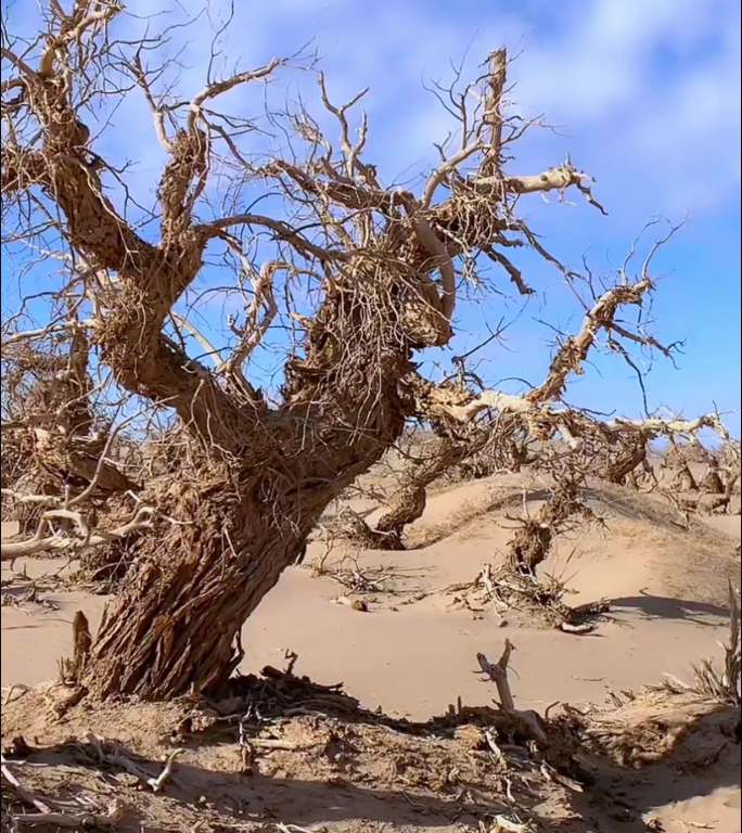 沙漠树根