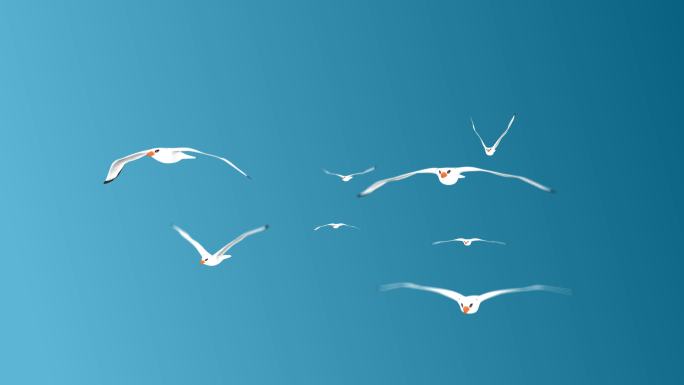 不同角度的环形3D渲染飞行海鸥鸟群