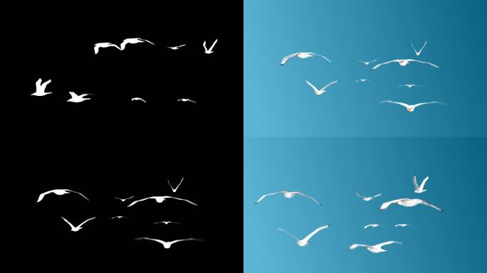 不同角度的环形3D渲染飞行海鸥鸟群
