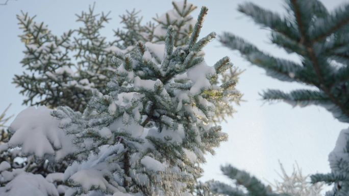 冬季雪景松枝积雪落下漏光唯美升格