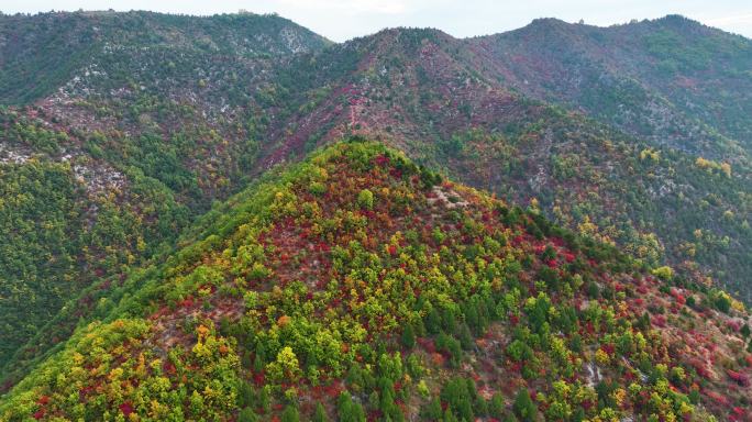 双龙湾东湖岭满山红叶羊群震撼航拍群山4