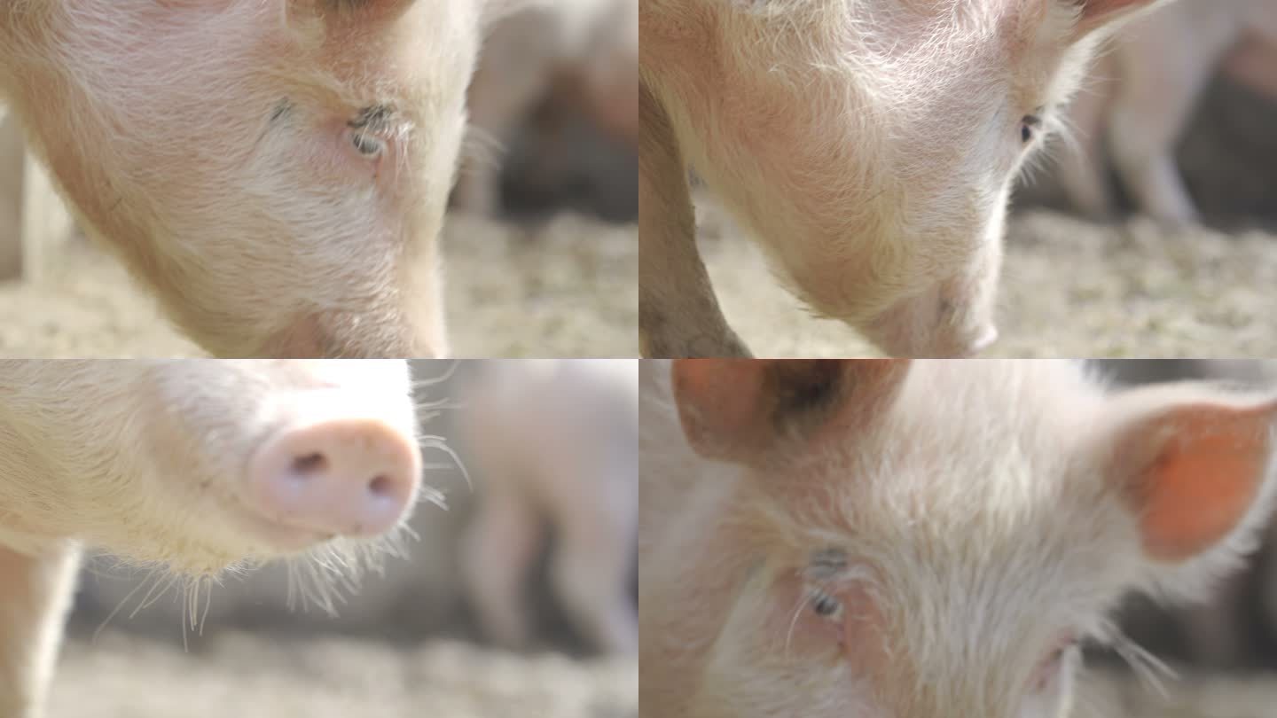 农场里的猪养猪场养殖场觅食