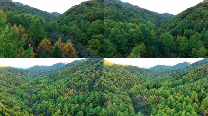 秋天松林雨林森林多彩航拍玉皇山