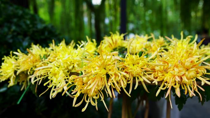 济南市趵突泉金秋菊花展览实拍高清视频4K