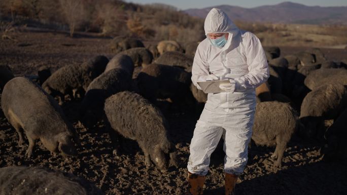 身穿防护服的男兽医专注于检查曼加利卡猪的状态并写下笔记