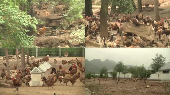 鸡 山鸡  生态养殖