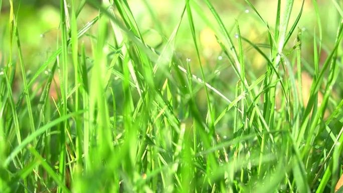 露水 绿草   户外 春天