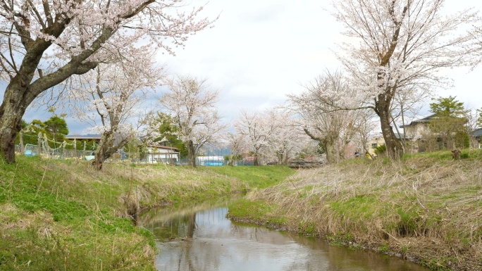 樱花与静谧的河流在大野箱井，日本。