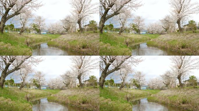 樱花与静谧的河流在大野箱井，日本。