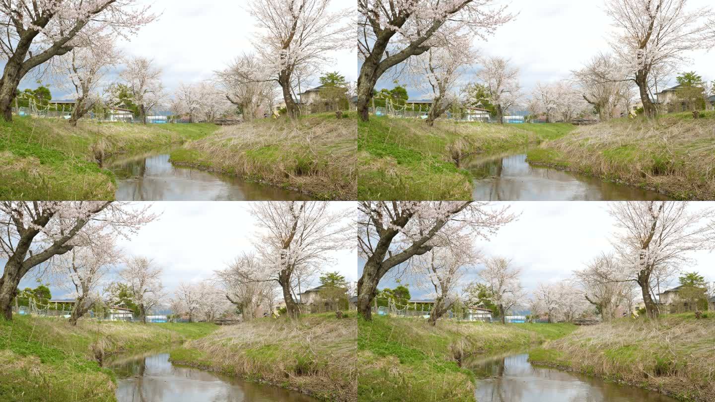 樱花与静谧的河流在大野箱井，日本。