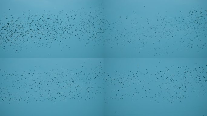 鸟浪-升格动画