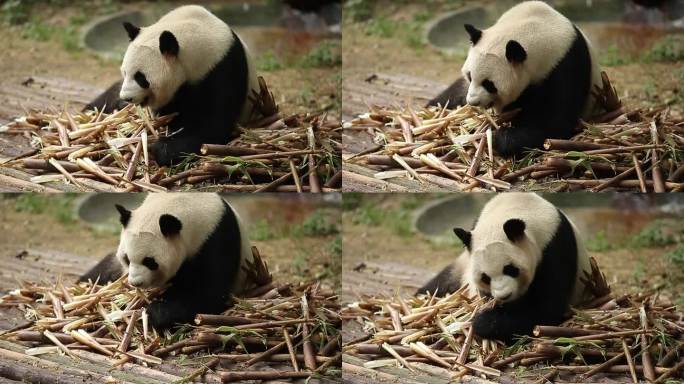 吃竹子的大熊猫中国国宝黑白配大熊猫吃竹子