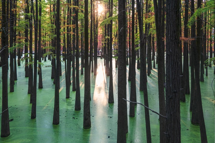 青山湖水上森林日光