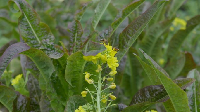 户外油菜花视频