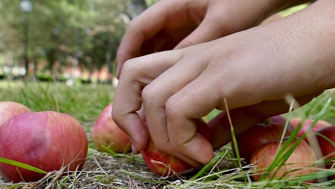 农夫和男孩在花园里捡拾废弃的苹果果实