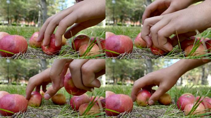 农夫和男孩在花园里捡拾废弃的苹果果实